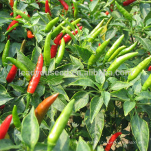 P16 Tianjian f1 hybrid upright growing red chilli seeds in vegetable seeds